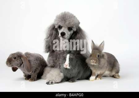 Miniatur Pudel Silber mit junger Zwerg Kaninchen Löwe Mähne Zwerg Kaninchen und Lop eared Zwergkaninchen Stockfoto