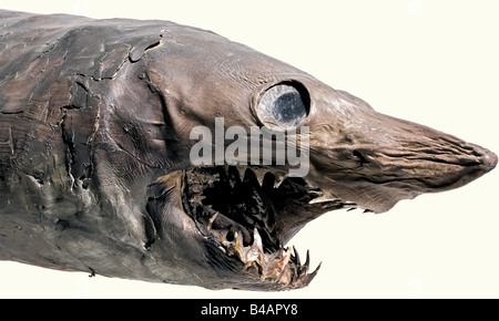 Ein Taxidermied Hai, Deutsch, 18./19. Jahrhundert, EIN ausgestopftes Exemplar eines Sandtiger Hais (Karcharias taurus), das auf der Innenseite durch einen geschmiedeten Eisenstab verstärkt wird. Die offenen Backen haben die typischen schrägen Zähne und eine eingesetzte Holzzunge. Die Augen sind seitlich bemalt. Lamellen etwas beschädigt. Teile der Haut wurden wiederhergestellt. Länge 214 cm. Typisches Objekt für ein "Kuriositätenkabinett". Ein ähnlicher Hai wird in der "Kunst- und Wunderkammer der Habsburger", S. 136, gezeigt. Historisch, historisch, 19. Jahrhundert, 18. Jahrhundert, Kunsthandwerk, Handwerk, Objekt, Objekte, Stockfoto