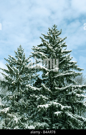 Winter-Szene von immergrünen Kiefern bedeckt Schnee Textfreiraum Stockfoto