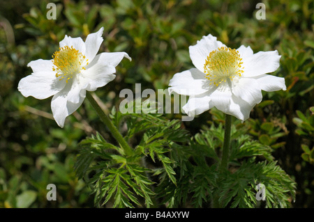 Alpine Küchenschelle, weiße Kuhschelle (Pulsatilla Alpina), Blüte Stockfoto