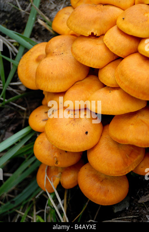 Eine Gruppe bunt orange Pilze. Stockfoto