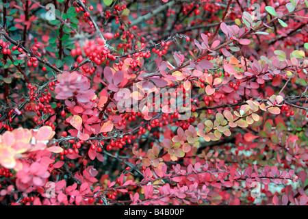 BERBERIS WILSONII HERBSTFÄRBUNG Stockfoto