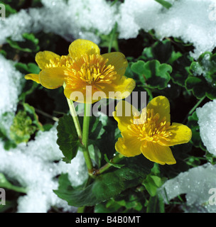 Sumpfdotterblumen auch bekannt als Marsh Marigold in voller Blüte. Altai, Sibirien, Russland Stockfoto