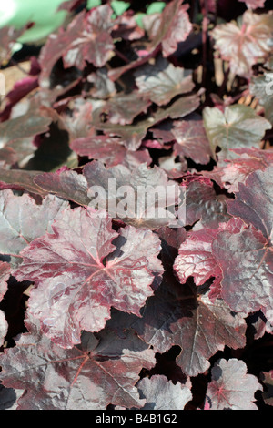 HEUCHERA OBSIDIAN Stockfoto
