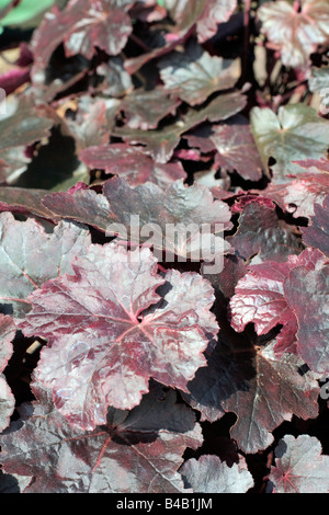 HEUCHERA OBSIDIAN Stockfoto