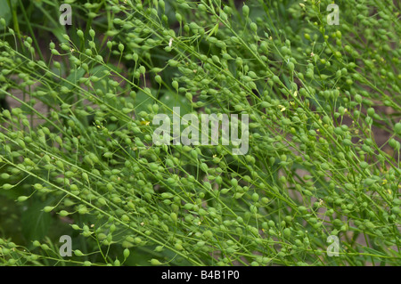Wilder Flachs, Leinsamen Dodder (Camelina Sativa), Pflanzen mit Samen Stockfoto