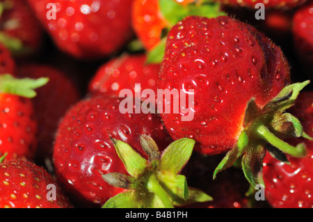 Erdbeeren pflücken Minnesota Bauernhof. Stockfoto