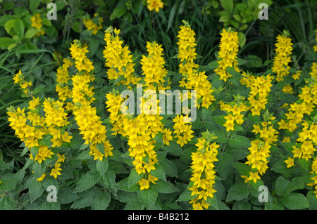 Punktierten Gilbweiderich (Lysimachia Trommler), Blüte Stockfoto