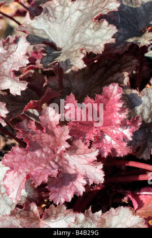 HEUCHERA PLUM PUDDING Stockfoto