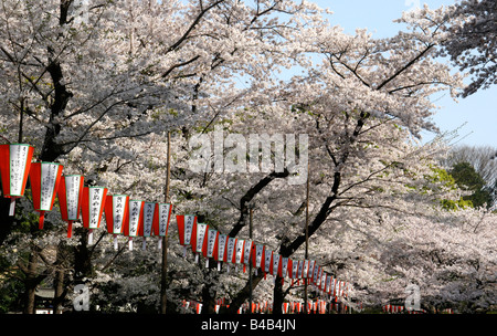 Kirschblüten (Sakura) in Japan Stockfoto