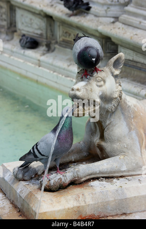 Tauben trinken aus Brunnen der Freude, Siena, Italien Stockfoto