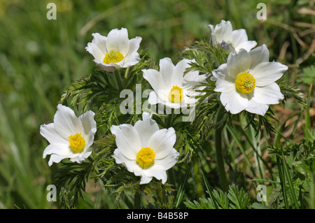 Alpine Küchenschelle, weiße Kuhschelle (Pulsatilla Alpina), Blüte Stockfoto
