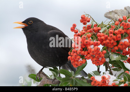 Amsel (Turdus Merula), Männchen im Lied gehockt Feuerdorn Zweig neben Beeren Stockfoto