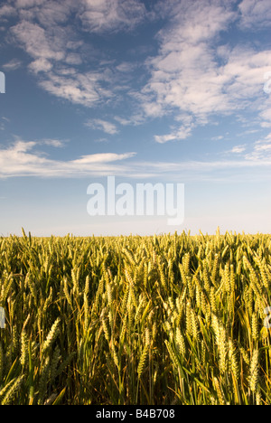 Ein Feld von Mais gegen ein strahlend blauer Himmel Runswick Bay North Yorkshire England Stockfoto