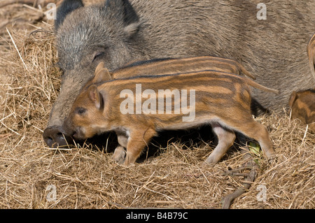 Wilder Eber und Ferkel Stockfoto