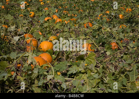 Foto von einem großen Kürbisbeet Stockfoto