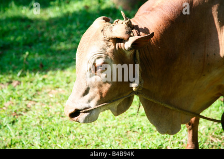 Vechoor Kuh, eine gefährdete Spezies Kuh gefunden in Kerala, Indien Stockfoto