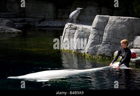 Beluga-Wal mit Trainer in Vancouver Aquarium, Britisch-Kolumbien, Kanada. Stockfoto