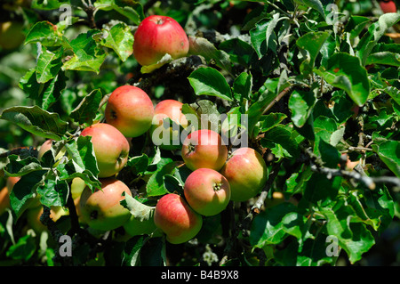 Rote Äpfel hängen an einem Zweig in einen Obstgarten - Herbstsaison – Lothringen – Frankreich Stockfoto