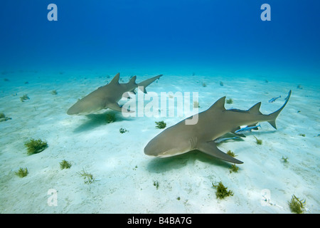 Zitrone-Haifische Negaprion Brevirostris mit Sharksuckers Echeneis Naucrates West End Grand Bahama Atlantik Stockfoto