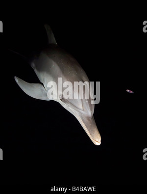 Atlantic Spotted Delphin, Stenella Frontalis, Jagd auf Tintenfische und Fische, die Boot-Licht in der Nacht, Grand Bahama Medienerlebnis Stockfoto