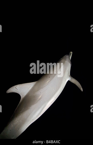 Atlantic Spotted Delphin, Stenella Frontalis, Jagd auf Tintenfische und Fische, die Boot-Licht in der Nacht, Grand Bahama Medienerlebnis Stockfoto