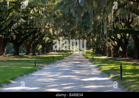 Tunnel von spanischem Moos bedeckt Phaseneiche Bäume Form den Eintrag zu Boone Hall Plantation in Mt. Pleasant SC Toren Charleston Stockfoto