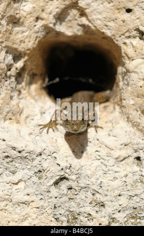 Die gemeinsame Mauereidechse (Podarcis Muralis) Stockfoto