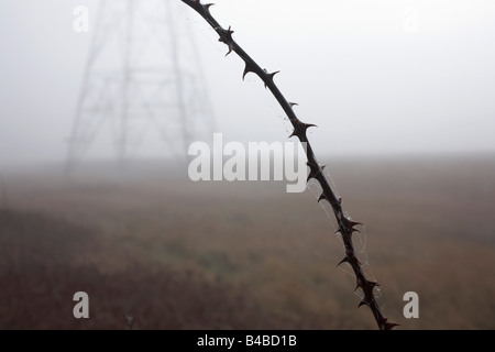 Dornigen Zweig im Vordergrund in der Nähe ein L6 Strommast hinter einem nebligen Morgen auf Botanik Sümpfe, Swanscombe-Kent Stockfoto