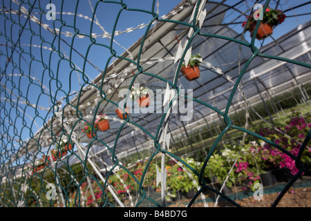 Stacheldraht und Fechten schützt Garten Sträucher und Werksbestände in einer Stadt Gartencenter in Kourou, Französisch-Guayana Stockfoto