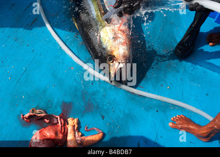 Schlauch auf einem frisch getötet Linie Gelbflossen-Thunfisch gefangen, auf dem blauen Deck eines Fischerbootes traditionelles Dhoni, Malediven Stockfoto