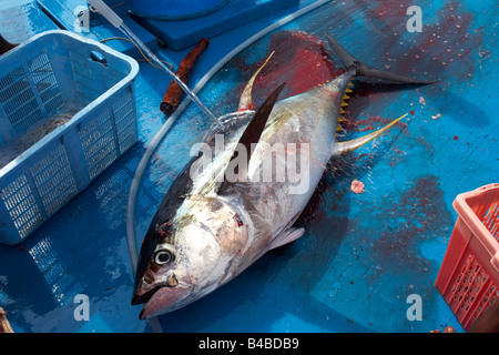 Schlauch auf einem frisch getötet Linie Gelbflossen-Thunfisch gefangen, auf dem blauen Deck eines Fischerbootes traditionelles Dhoni, Malediven Stockfoto