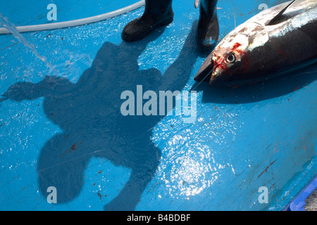 Schlauch auf einem frisch getötet Linie Gelbflossen-Thunfisch gefangen, auf dem blauen Deck eines Fischerbootes traditionelles Dhoni, Malediven Stockfoto