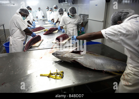 Ex-Tsunami Fischer Verarbeitung Yellow Fin Thunfisch Cyprea Marine Lebensmittel EU standard Werk in Himmafushi Republik Malediven Stockfoto