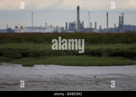 Auf Halstow Marshes, eine Brandgans watet über Ebbe Estaury Schlamm mit einem vorbeifahrenden Frachter und Raffinerie Coryton auf Themse Stockfoto