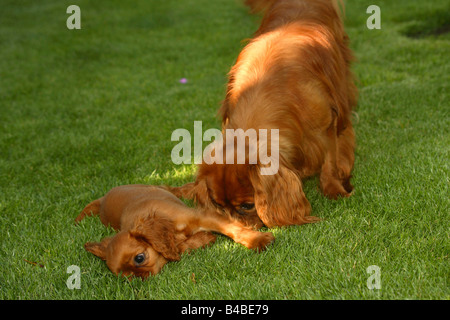 Cavalier King Charles Spaniel schnüffeln bei Ruby Welpen 12 Wochen Stockfoto