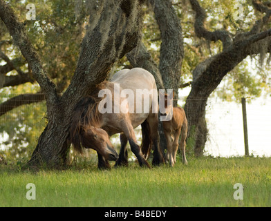 Ardenne Stute mit Fohlen. Die Ardennen oder Ardenner ist eine der ältesten Rassen der Zugpferd aus den Ardennen-Bereich Stockfoto