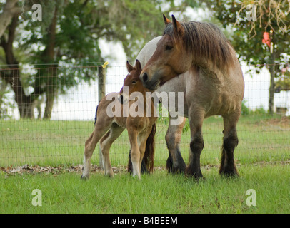 Ardenne Stute mit Fohlen. Die Ardennen oder Ardenner ist eine der ältesten Rassen der Zugpferd aus den Ardennen-Bereich Stockfoto