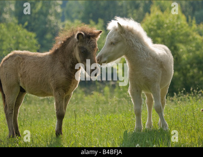 Miniature Horse Fohlen spielen Stockfoto
