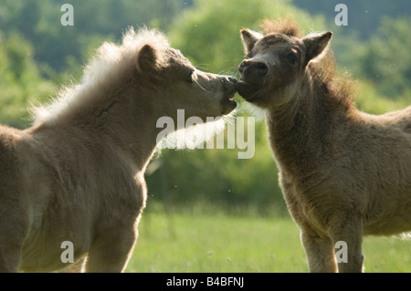 Miniature Horse Fohlen spielen Stockfoto