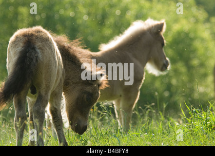 Miniature Horse Fohlen spielen Stockfoto