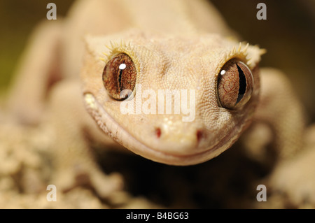 Crested Gecko Rhacodactylus Ciliatus native nach Neukaledonien 1994 gefangen wiederentdeckt Stockfoto