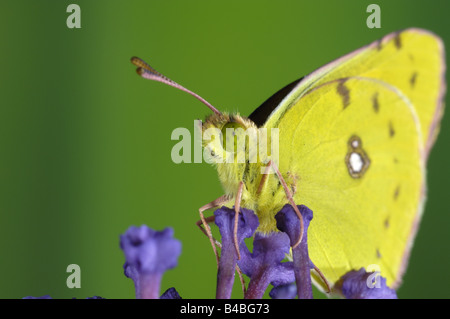 Gelben Schmetterling Colias Croceus ruht auf Sommerflieder Blumen up Blick close getrübt Stockfoto