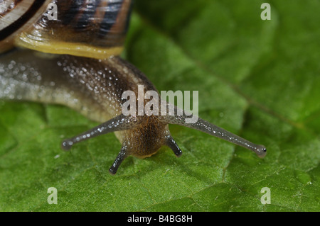 Garten Schnecke Helix Aspersa Nahaufnahme des Kopfes zeigt, dass Auge Stiele Oxfordshire UK Stockfoto