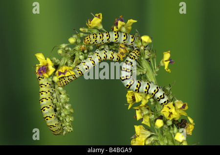 Königskerze Shark Moth Shargacucullia Verbasci Larven oder Raupen ernähren sich von Königskerze Blüte Stengel Oxfordshire UK Stockfoto