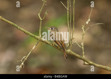 Braun breasted Flycatcher im Wald am Yala West National Park, Sri Lanka Stockfoto