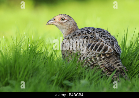 Weibliche gemeinsame Fasan Phasianus Colchicus Gras Oxfordshire UK Stockfoto