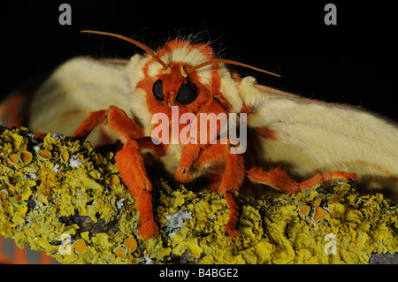 Königliche Silkmoth Citheronia Regalis auch bekannt als die Royal Walnuss-Motte oder Hickory gehörnten Teufel Native nach Nordamerika ruht auf Stockfoto