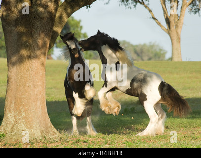 Gypsy Vanner Horse Absetzer Colts spielen Stockfoto