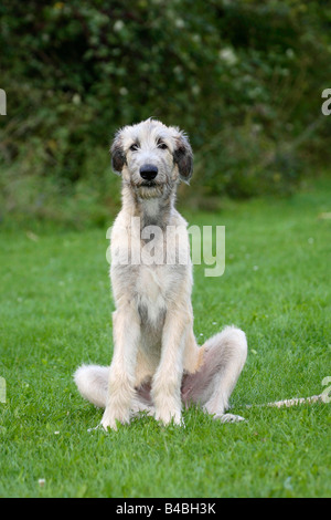 Irischer Wolfshund 6 Monate Stockfoto
